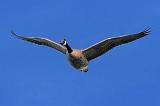 Goose In Flight_51213